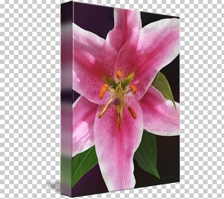 Pink M Wildflower Lily M PNG, Clipart,  Free PNG Download