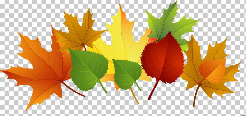 Maple Leaf PNG, Clipart, Autumn, Black Maple, Deciduous, Flower, Leaf Free PNG Download