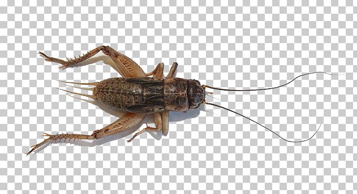 Amazon.com Insect Reptile Cricket Live Food PNG, Clipart, Amazoncom, Animals, Arthropod, Bearded Dragons, Common Leopard Gecko Free PNG Download