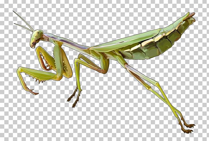 European Mantis Insect Grasshopper PNG, Clipart, Animal, Animals, Arthropod, Document, Drawing Free PNG Download