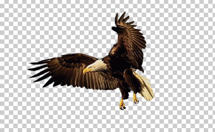 Drawing Eagle Psd PNG, Clipart, Accipitriformes, Animaatio, Bald Eagle, Beak, Bird Free PNG Download