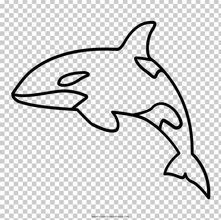 Killer Whale Cetacea Coloring Book Drawing PNG, Clipart, Animal, Artwork, Beak, Black, Black And White Free PNG Download