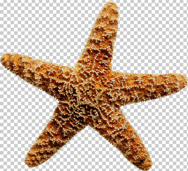 Starfish Drawing Royalty-free Animation Sea PNG, Clipart, Animation, Brittle Stars, Drawing, Paint, Photo Library Free PNG Download