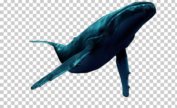 Dolphin Whale Encapsulated PostScript TIFF PNG, Clipart, Animals, Beak, Blue Whale, Cetacea, Dolphin Free PNG Download