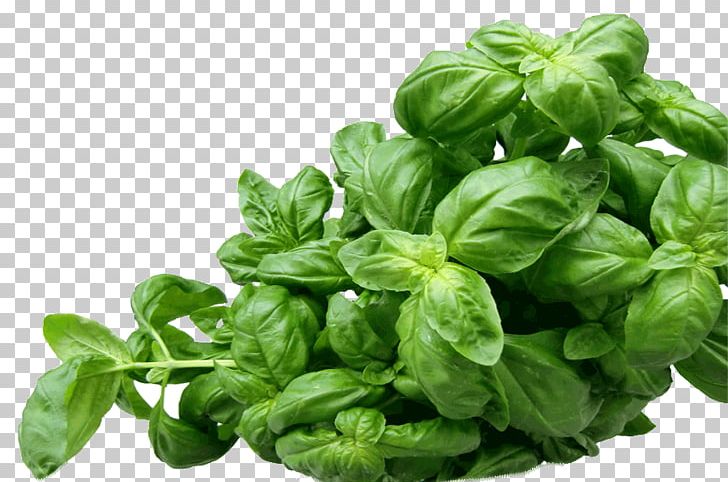 Holy Basil Pesto Mediterranean Cuisine Herb PNG, Clipart, Basil, Cooking, Food, Health, Herb Free PNG Download