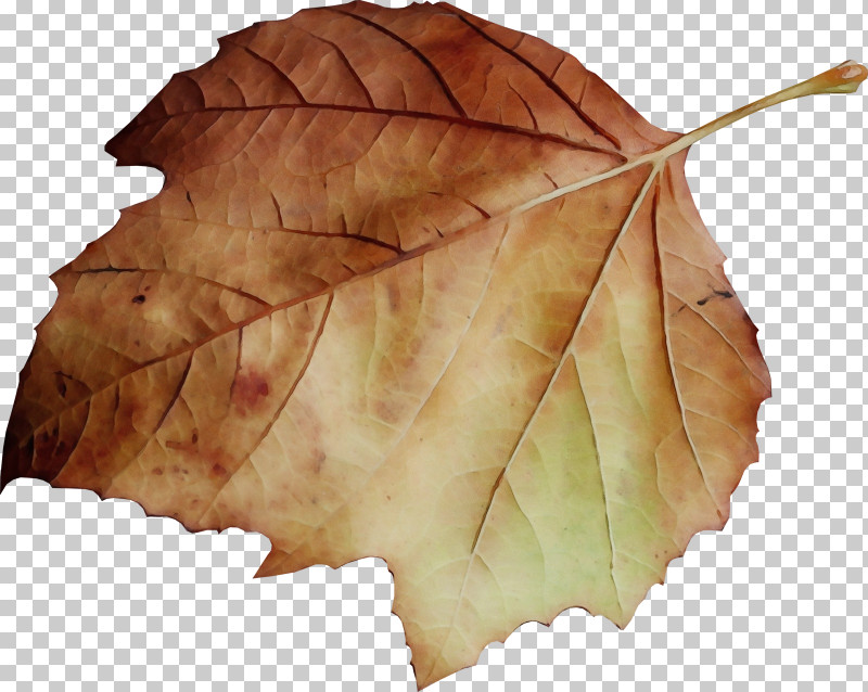 Maple Leaf PNG, Clipart, Autumn, Beech, Black Maple, Deciduous, Grape Leaves Free PNG Download