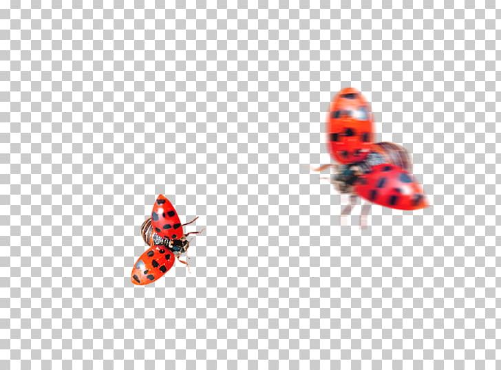 Ladybird Insect Coccinella Septempunctata PNG, Clipart, Beneficial Insects, Cartoon, Computer Wallpaper, Drawing, Encapsulated Postscript Free PNG Download