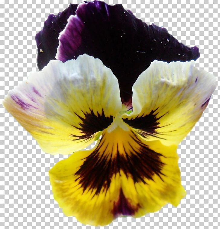 Pansy Information Yellow PNG, Clipart, Archive File, Color, Flower, Flowering Plant, Information Free PNG Download