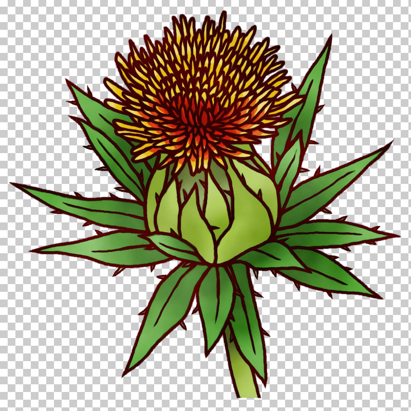 Cactus PNG, Clipart, Blackeyed Susan, Cactus, Chrysanthemum, Flower, Leaf Free PNG Download