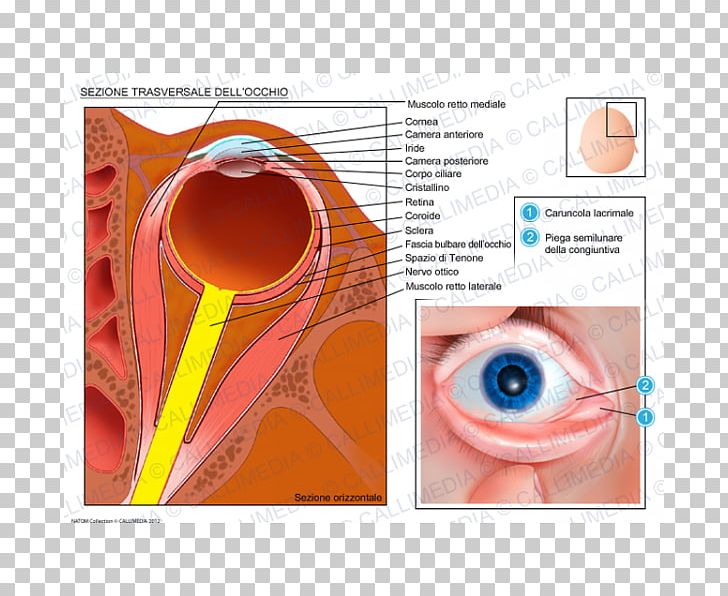Iris Eye Transverse Plane Human Anatomy PNG, Clipart, Anatomy, Choroid, Ciliary Muscle, Conjunctiva, Cornea Free PNG Download