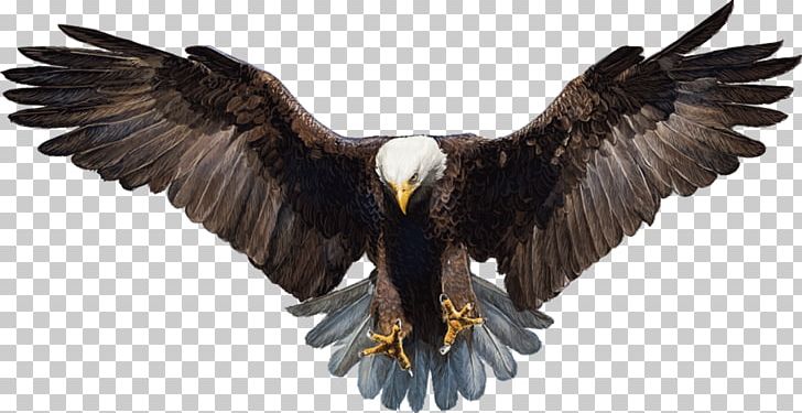 Bald Eagle White-tailed Eagle PNG, Clipart, Accipitriformes, Animals, Bald Eagle, Beak, Bird Free PNG Download