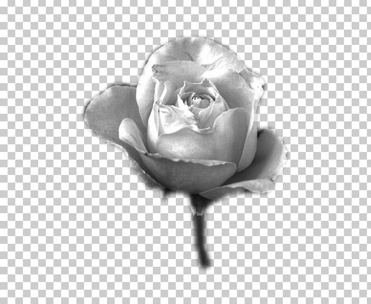 Black And White Garden Roses Blog Photography Grayscale PNG, Clipart, Black, Black And White, Cut Flowers, Flower, Flowering Plant Free PNG Download