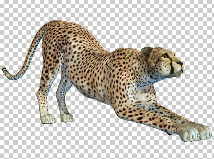 Cheetah Leopard Jaguar PNG, Clipart, Animal, Animals, Big Cat, Big Cats, Carnivoran Free PNG Download