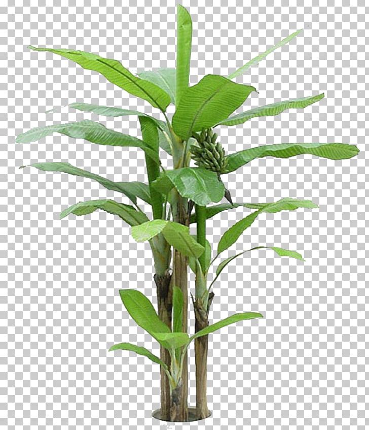Cooking Banana Tree Arecaceae PNG, Clipart, Allegro, Apples, Auglis, Background Green, Banana Free PNG Download