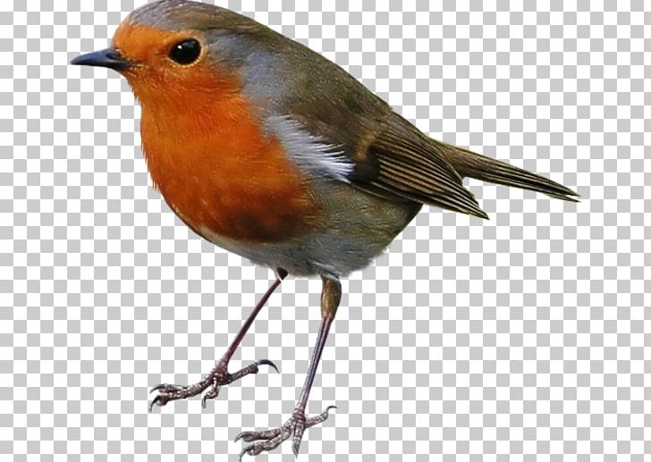 European Robin Bird American Sparrows PNG, Clipart, Adoption, American Sparrows, Animals, Beak, Bird Free PNG Download