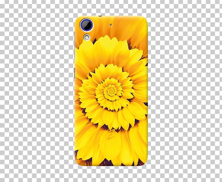 Transvaal Daisy Sunflower M Mobile Phone Accessories Marigolds Mobile Phones PNG, Clipart, Calendula, Daisy Family, Flower, Flowering Plant, Gerbera Free PNG Download