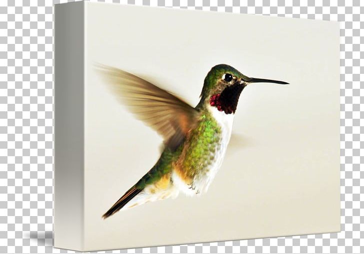 Broad-tailed Hummingbird Gallery Wrap Canvas Flight PNG, Clipart, Art, Beak, Bird, Broadtailed Hummingbird, Canvas Free PNG Download