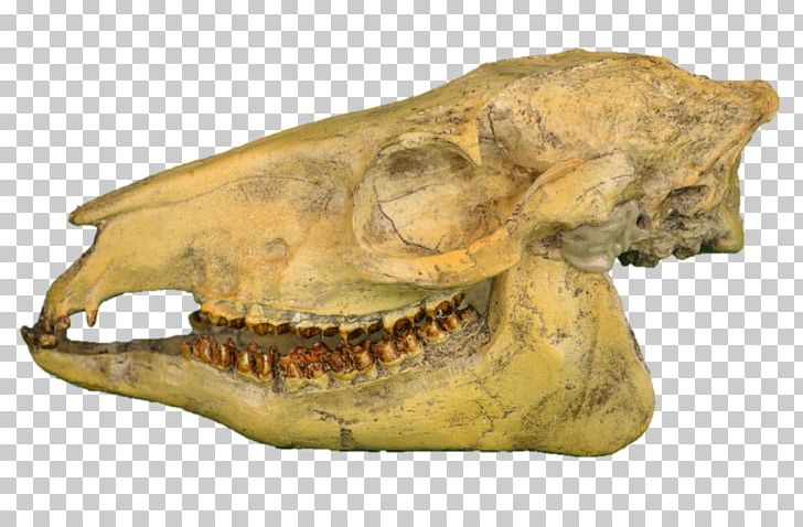 Reptile Skull Snout PNG, Clipart, Bone, Dinosaur Fossil, Fantasy, Jaw, Organism Free PNG Download