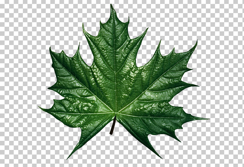 Maple Leaf PNG, Clipart, Black Maple, Flower, Leaf, Maple Leaf, Plane Free PNG Download