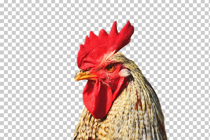 Chicken Rooster Bird Comb Beak PNG, Clipart, Beak, Bird, Chicken, Comb, Fowl Free PNG Download