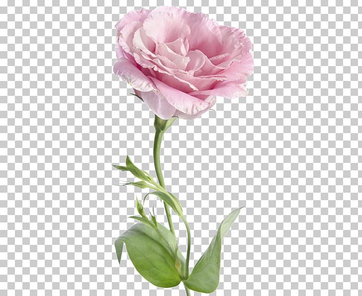 Cabbage Rose Garden Roses Hotel Amarilis Prairie Gentian Flower PNG, Clipart, Bud, Cabbage Rose, Carnation, Cut Flowers, Depositphotos Free PNG Download