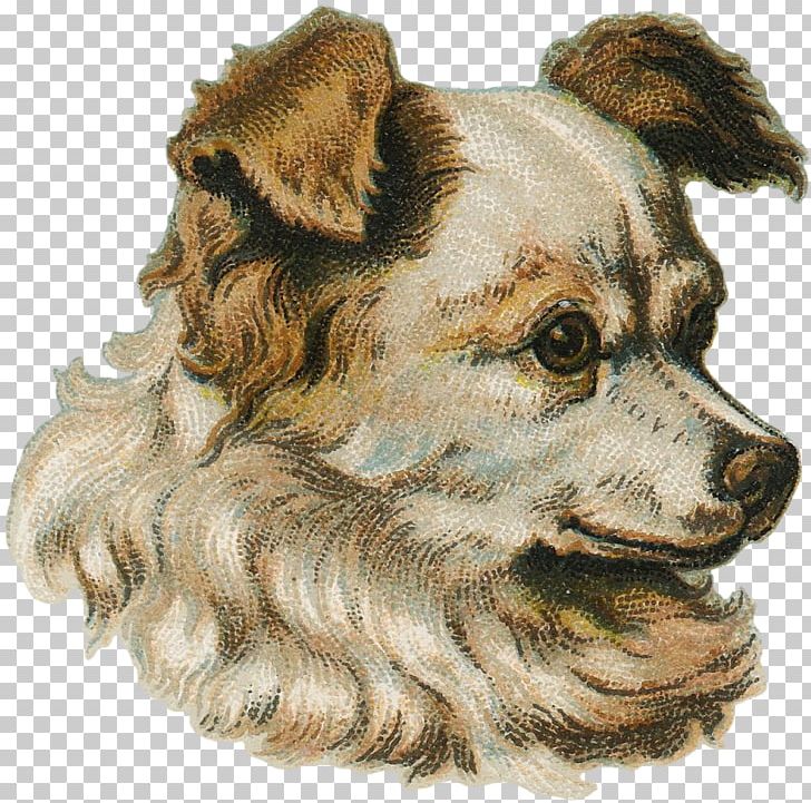 Companion Dog Dog Breed Snout PNG, Clipart, Animals, Breed, Carnivoran, Companion Dog, Crossbreed Free PNG Download