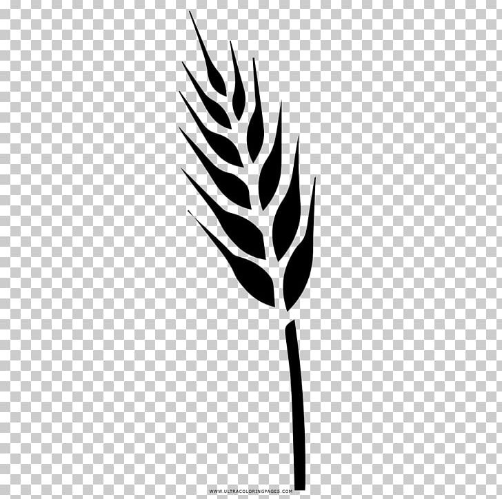 Drawing Triticale Food Grain Coloring Book Cereal PNG, Clipart, Ausmalbild, Black And White, Bran, Branch, Buckwheat Free PNG Download