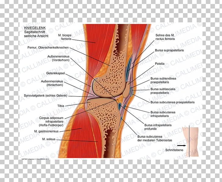 Knee Sagittal Plane Human Anatomy Coronal Plane PNG, Clipart, Anatomy, Angle, Blood Vessel, Bursitis, Capsula Free PNG Download