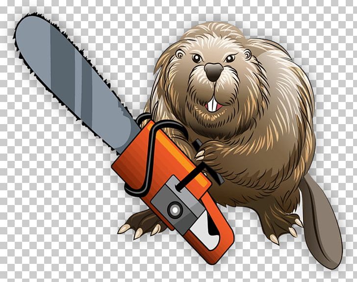 Beaver Chainsaw PNG, Clipart, Animals, Beaver, Carnivoran, Chainsaw, Chainsaw Safety Features Free PNG Download