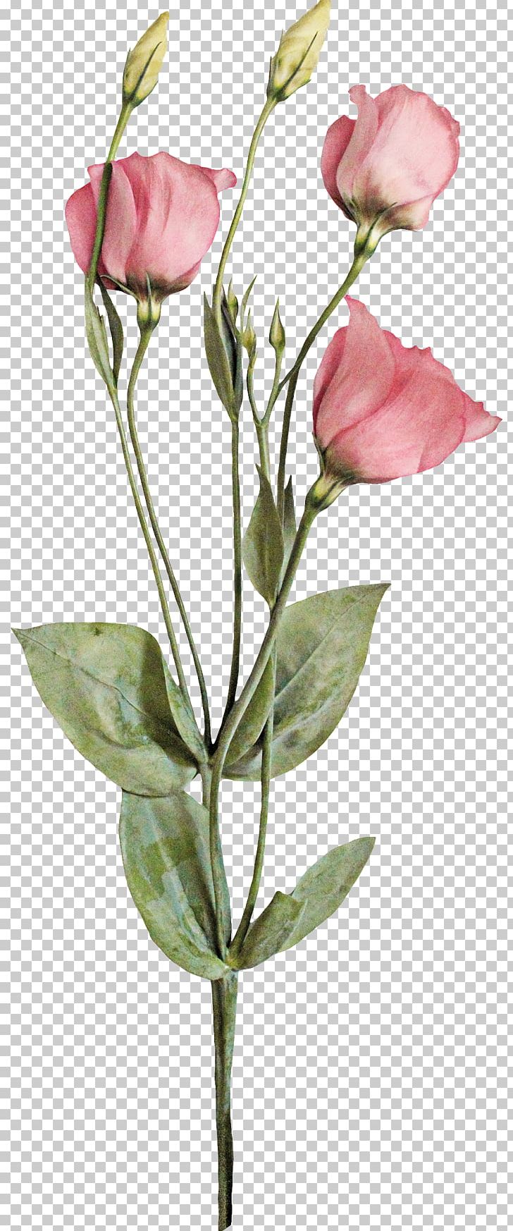 Garden Roses Centifolia Roses Cut Flowers Bud Plant Stem PNG, Clipart, Branch, Bud, Centifolia Roses, Cut Flowers, Decoration Free PNG Download