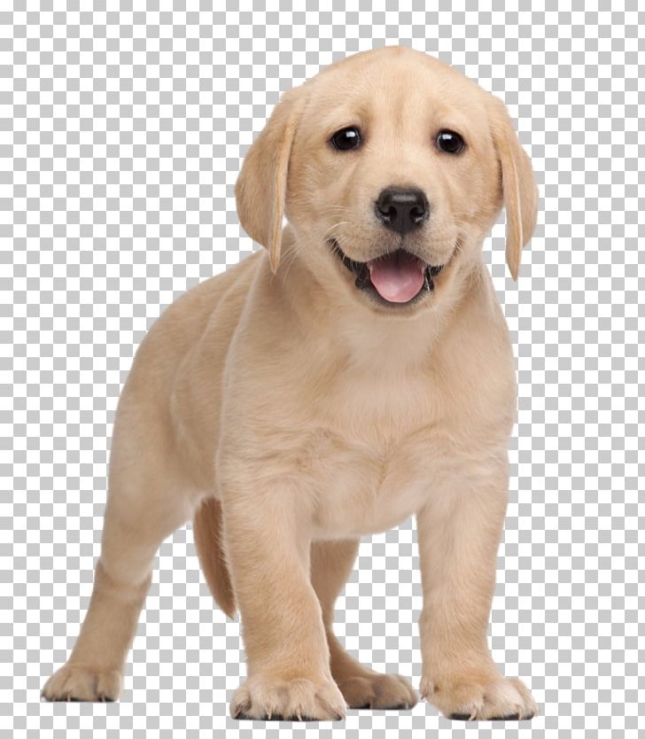 Labrador Retriever Puppy Yorkshire Terrier PNG, Clipart, Animal, Animals, Carnivoran, Companion Dog, Cuteness Free PNG Download