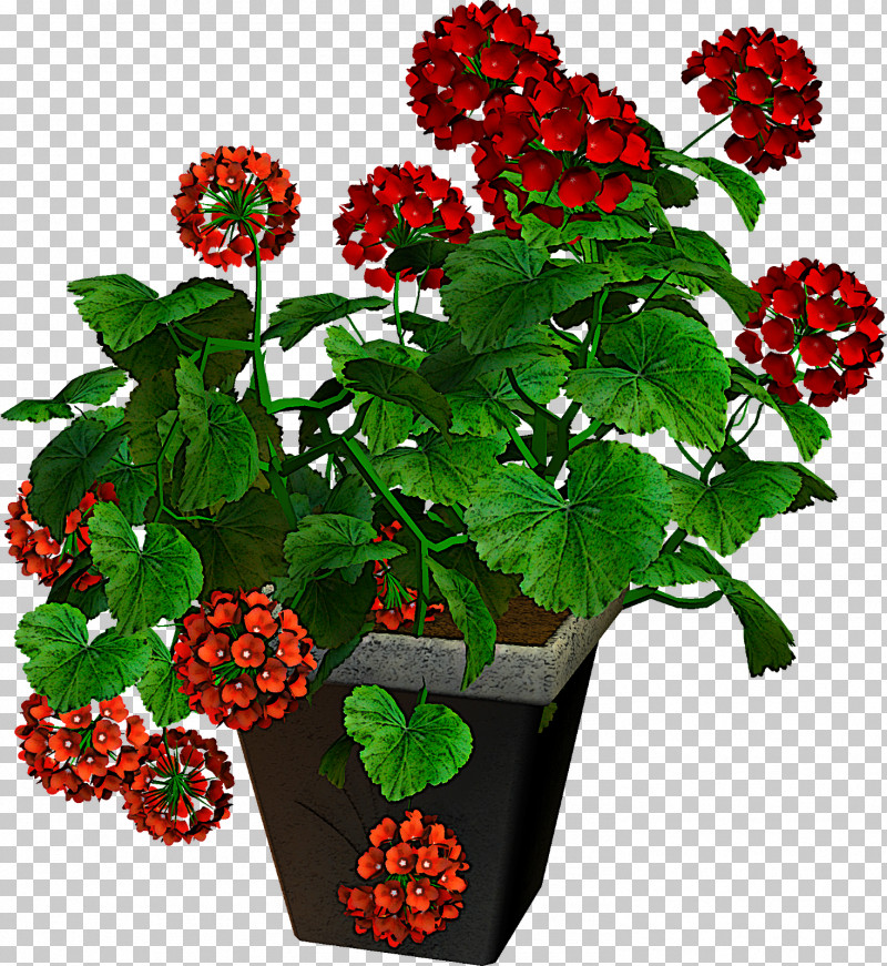 Flower Plant Guelder Rose Berry Loganberry PNG, Clipart, Berry, Cut Flowers, Flower, Flowerpot, Geranium Free PNG Download