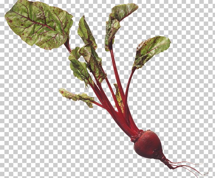 Chard Beetroot Common Beet Breakfast Cereal Health PNG, Clipart, Beet, Beetroot, Breakfast Cereal, Cauliflower, Chard Free PNG Download