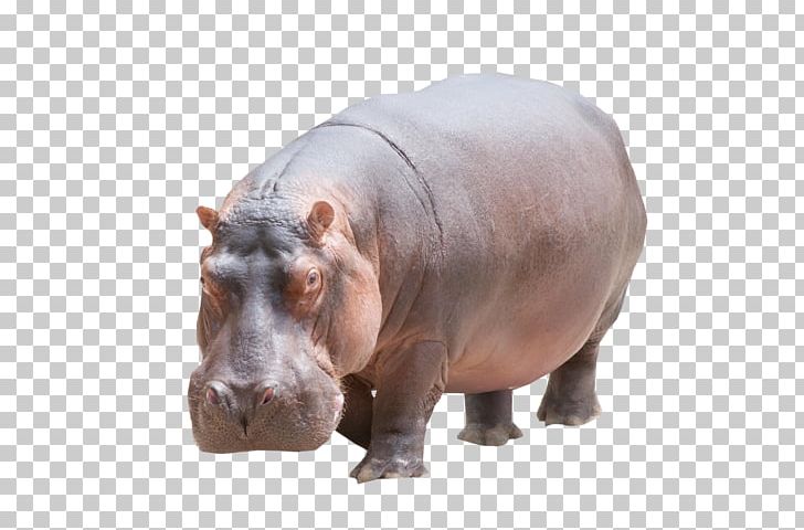 Hippopotamus Rhinoceros PNG, Clipart, Animal, Desktop Wallpaper, Download, Fauna, Fiona Free PNG Download