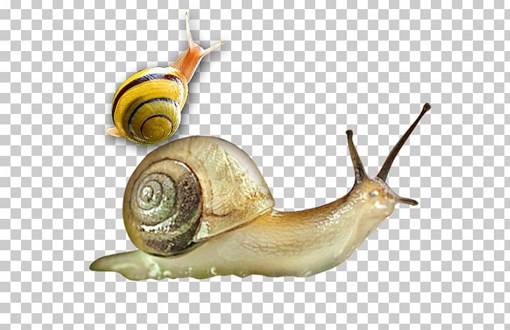 Sea Snail Orthogastropoda Slug Cosmetics PNG, Clipart, Animals, Biological, Copyright 2016, Cosmetic, Escargot Free PNG Download