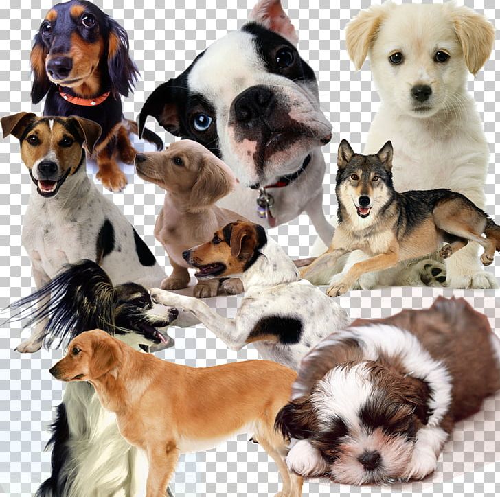 Golden Retriever Border Collie Pomeranian Puppy Cat PNG, Clipart, Animals, Cat, Companion Dog, Creative, Cute Dog Free PNG Download