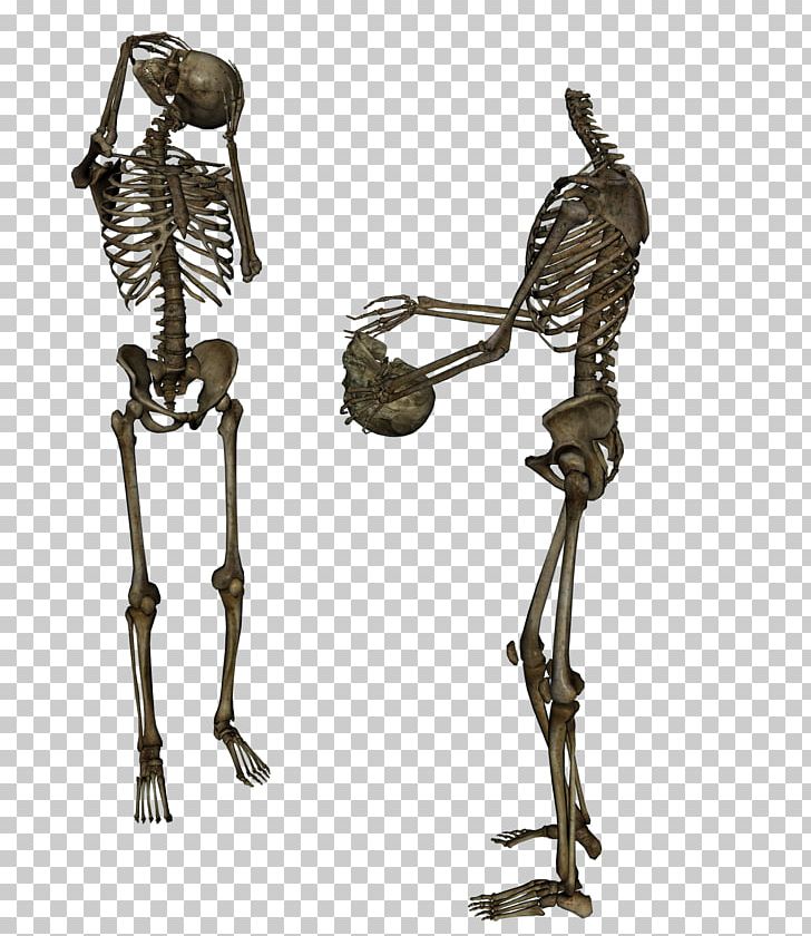 Human Skeleton Skull PNG, Clipart, Anatomy, Bone, Download, Editing, Endoskeleton Free PNG Download
