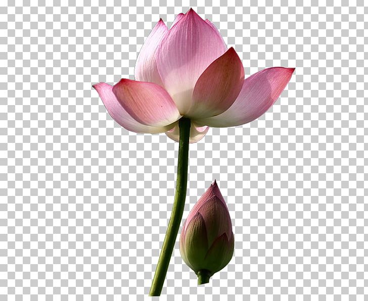 Nelumbo Nucifera Computer Icons PNG, Clipart, Aquatic Plant, Bud, Cli, Computer Icons, Cut Flowers Free PNG Download