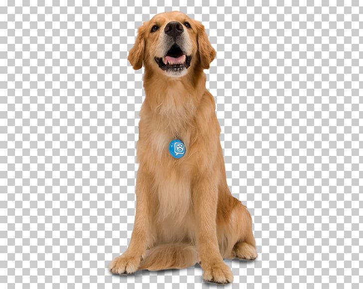 Dogs PNG, Clipart, Dogs Free PNG Download