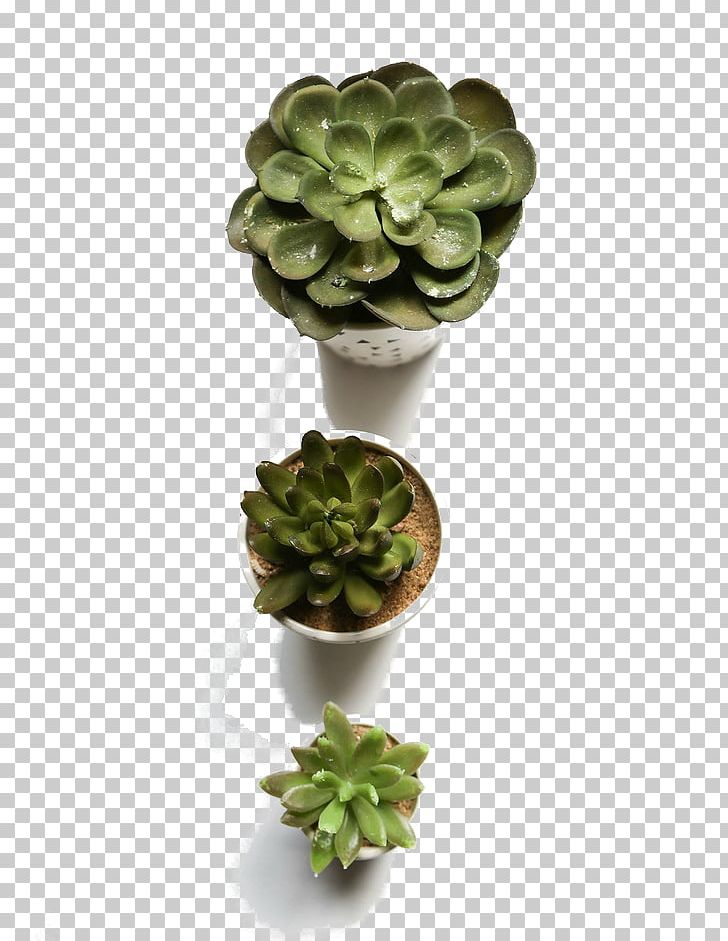 Flowerpot Succulent Plant Computer File PNG, Clipart, Bonsai, Computer File, Euclidean Vector, Flowerpot, Food Drinks Free PNG Download