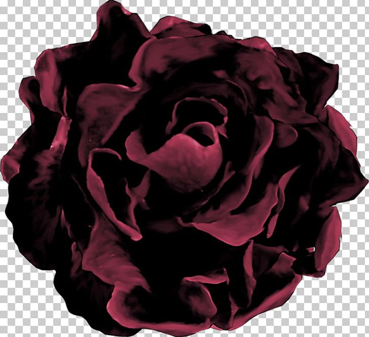 Garden Roses Cabbage Rose Mourning White PNG, Clipart, Albom, Cabbage Rose, Cicekler, Color, Cut Flowers Free PNG Download