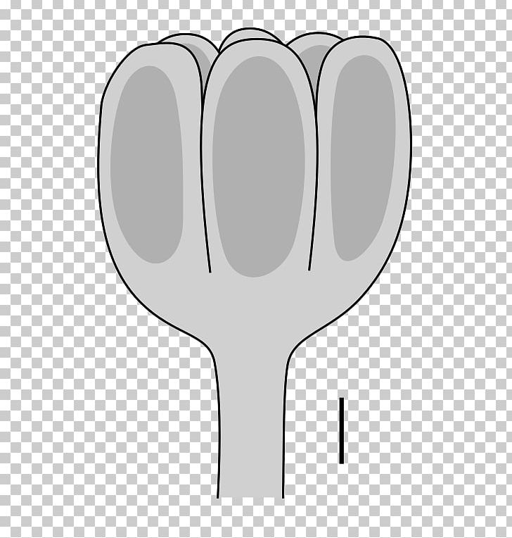 Yarravia Monograptus Wikimedia Commons Sporangium Vascular Plant PNG, Clipart, Embryophyta, Finger, Hand, Line, Miscellaneous Free PNG Download