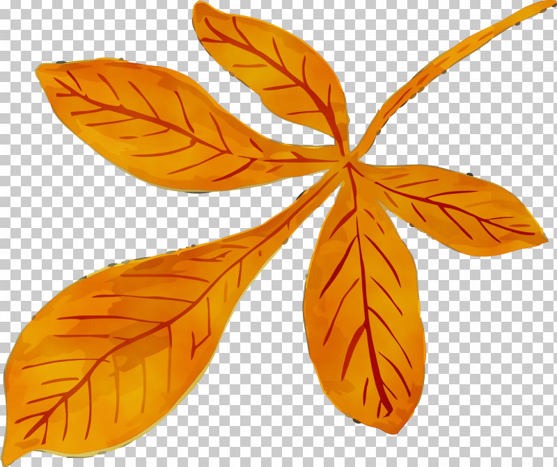 Orange PNG, Clipart, Autumn Leaf, Flower, Leaf, Orange, Paint Free PNG Download