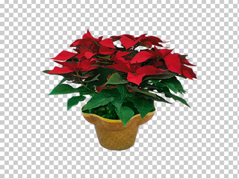 Flower Poinsettia Plant Red Flowerpot PNG, Clipart, Annual Plant, Anthurium, Flower, Flowerpot, Houseplant Free PNG Download