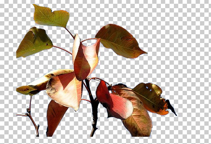 Leaf Apple Petal PNG, Clipart, Apple Fruit, Apple Leaves, Arthropod, Autumn, Autumn Leave Free PNG Download