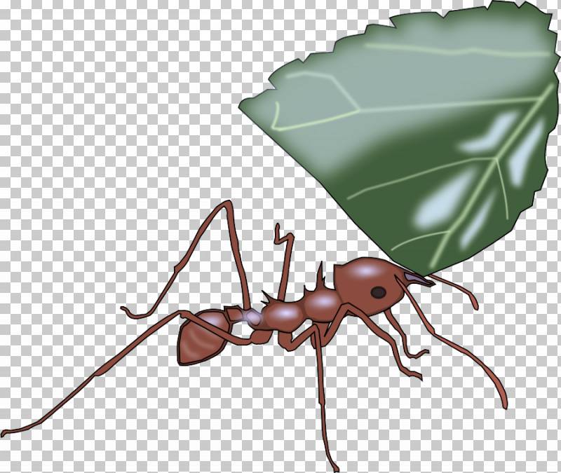 Insect Carpenter Ant Pest Ant Leaf PNG, Clipart, Ant, Carpenter Ant, Insect, Leaf, Membranewinged Insect Free PNG Download