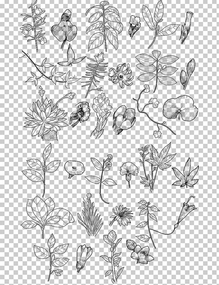 Biodiversity Of Colombia Biodiversity Of Colombia Floral Design PNG, Clipart, Area, Art, Artwork, Biodiversity, Branch Free PNG Download