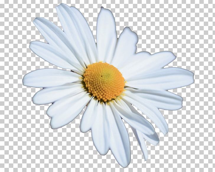 Chrysanthemum Oxeye Daisy Petal White PNG, Clipart, Argyranthemum Frutescens, Chrysanthemum Chrysanthemum, Chrysanthemums, Daisy Family, Flower Free PNG Download