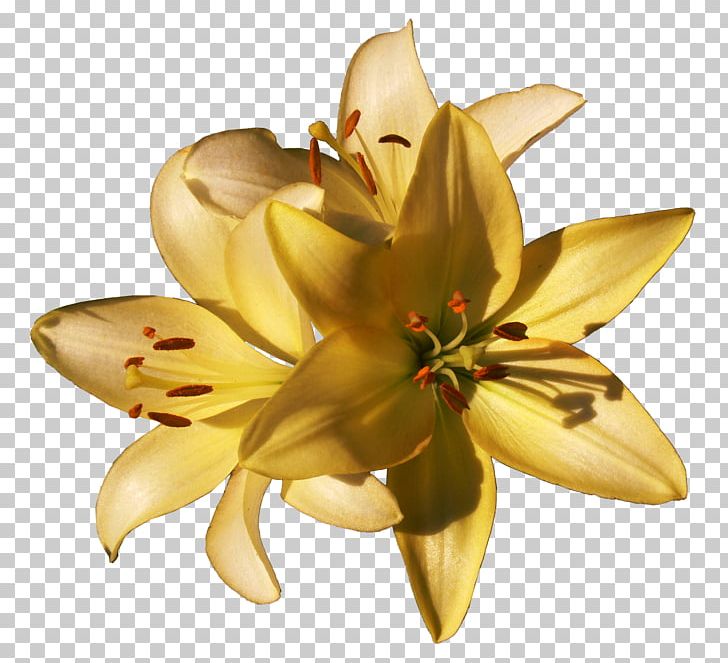 Cut Flowers Flowering Plant Petal PNG, Clipart, Cut Flowers, Flower, Flowering Plant, Lily, Lily M Free PNG Download