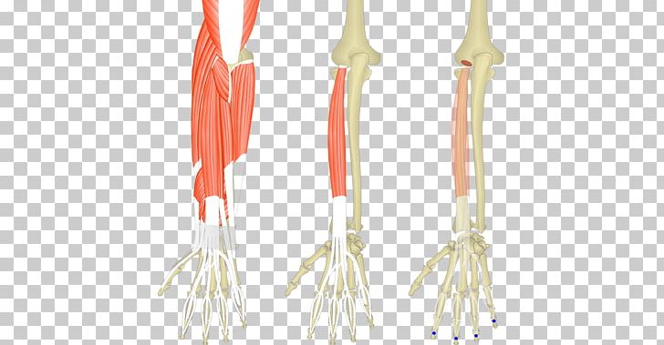 Extensor Carpi Radialis Longus Muscle Extensor Digitorum Muscle Extensor Carpi Radialis Brevis Muscle Extensor Carpi Ulnaris Muscle PNG, Clipart, Brevis, Carpi, Common Extensor Tendon, Flexor Carpi Ulnaris Muscle, Forearm Free PNG Download